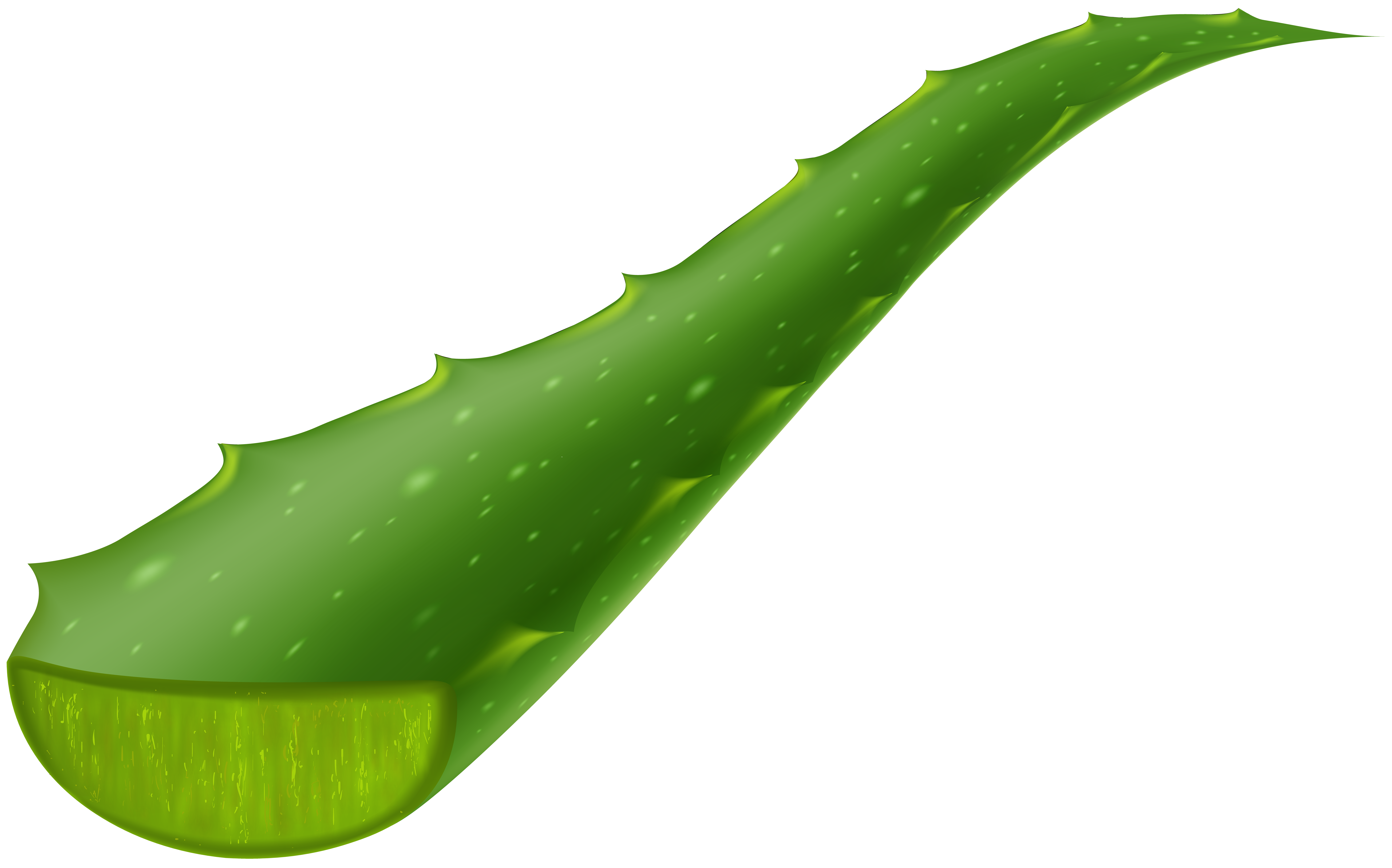 Aloe Vera Piece Transparent Clip Art Image.