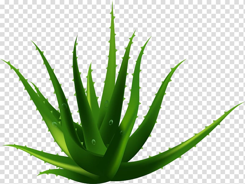 Aloe Vera plant , Aloe vera Plant Euclidean , Pure natural.
