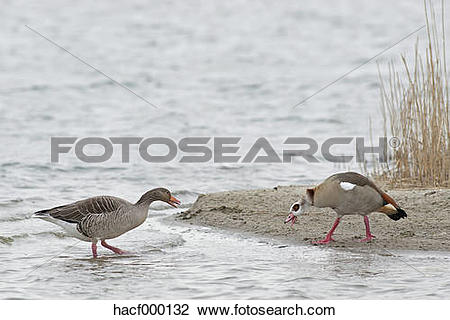 Stock Photo of Germany, Schleswig.