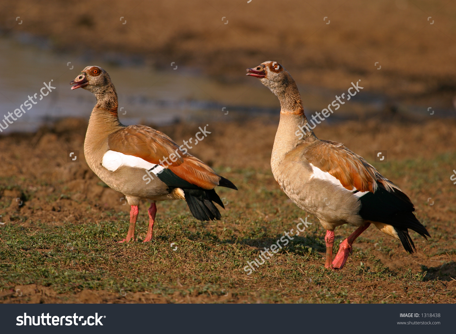 Pair Of Egyptian Geese, (Alopochen Aegyptiacus), Kruger National.