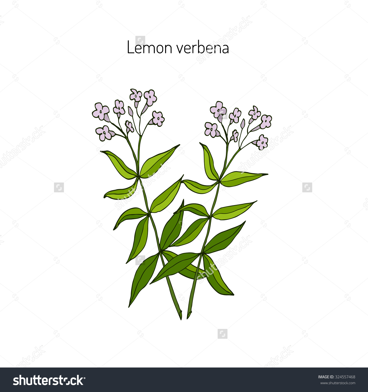 Lemon Verbena Lemon Beebrush Aloysia Citrodora Stock Vector.