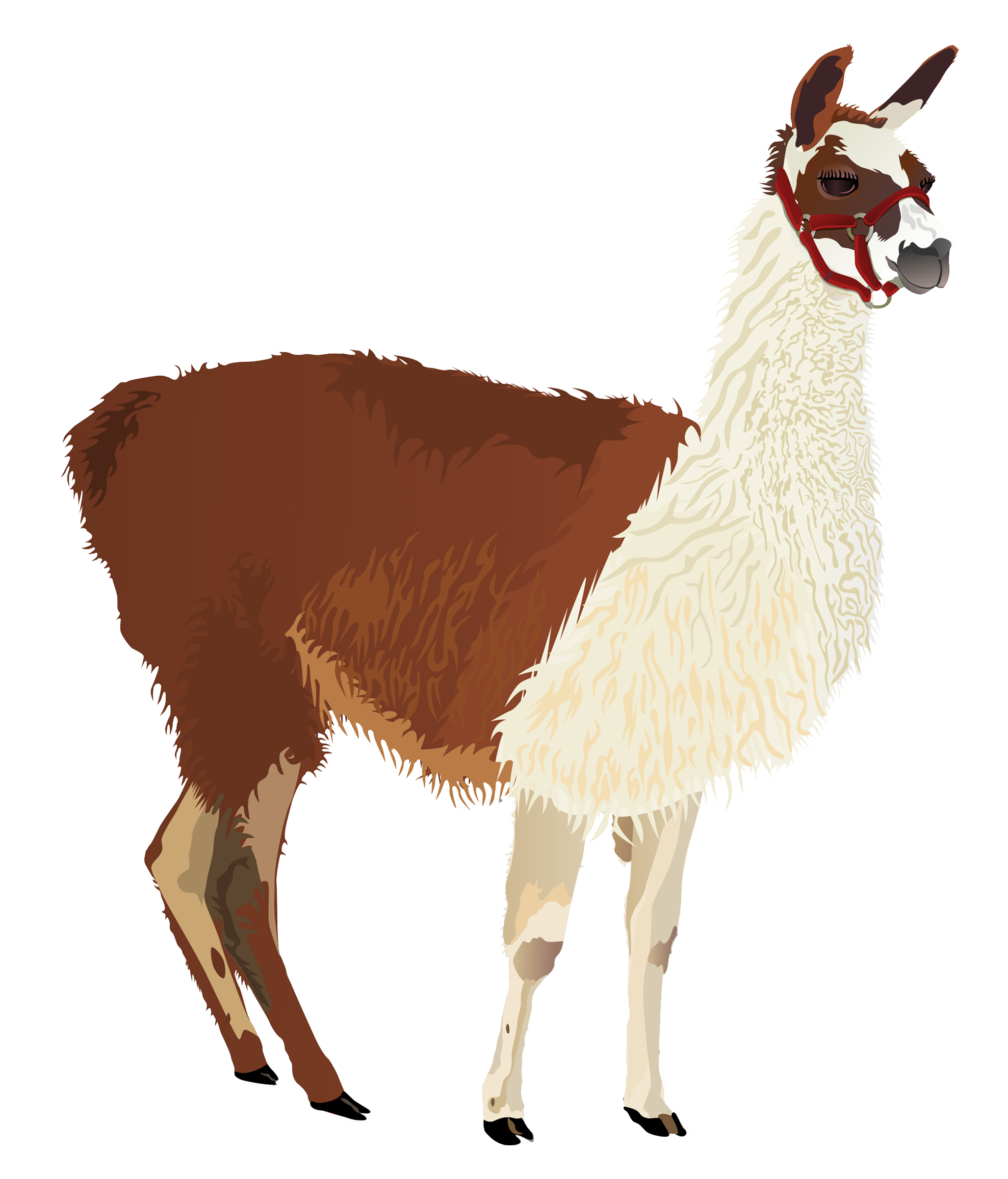 Llama Clip art.