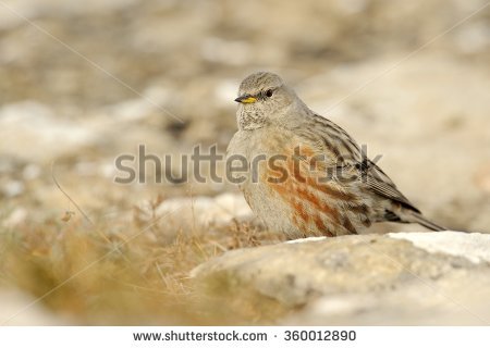 Accentor Stock Photos, Images, & Pictures.
