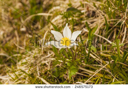 Alpine Anemone Stock Photos, Royalty.