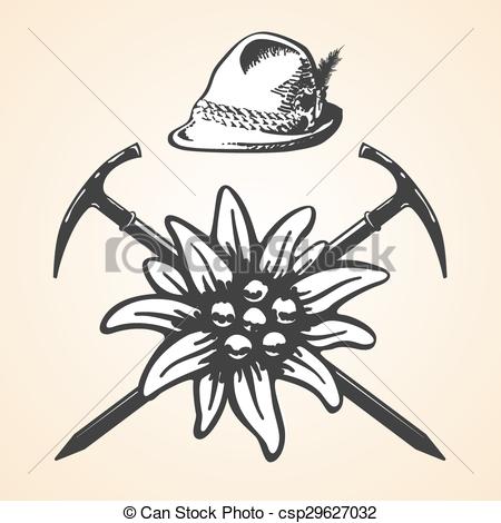 Edelweiss Illustrations and Stock Art. 148 Edelweiss illustration.