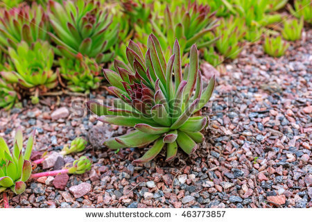 sempervivum Houseleeks" Stock Photos, Royalty.