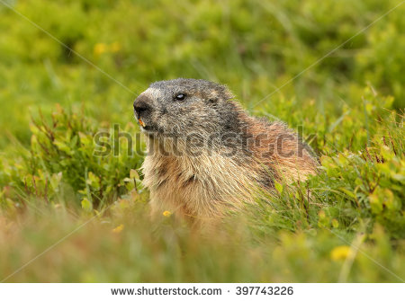 Alpine Groundhog Stock Photos, Royalty.