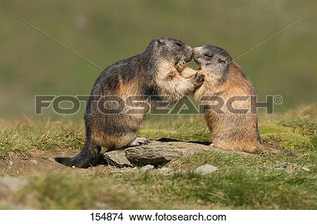 Stock Photo of two Alpine marmots.