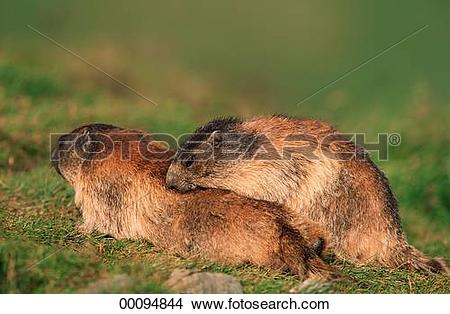 Stock Photo of Juniors, Marmota, Marmota marmota, alpine marmot.