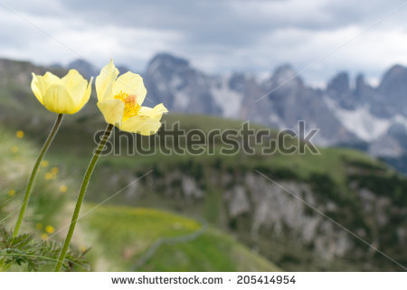 alpine Pasqueflower" Stock Photos, Royalty.