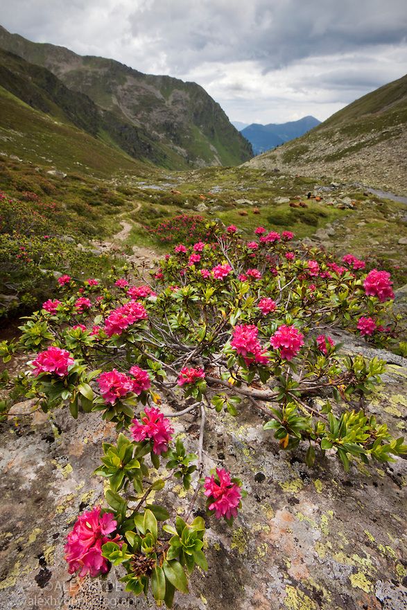 1000+ images about Alpine rose on Pinterest.