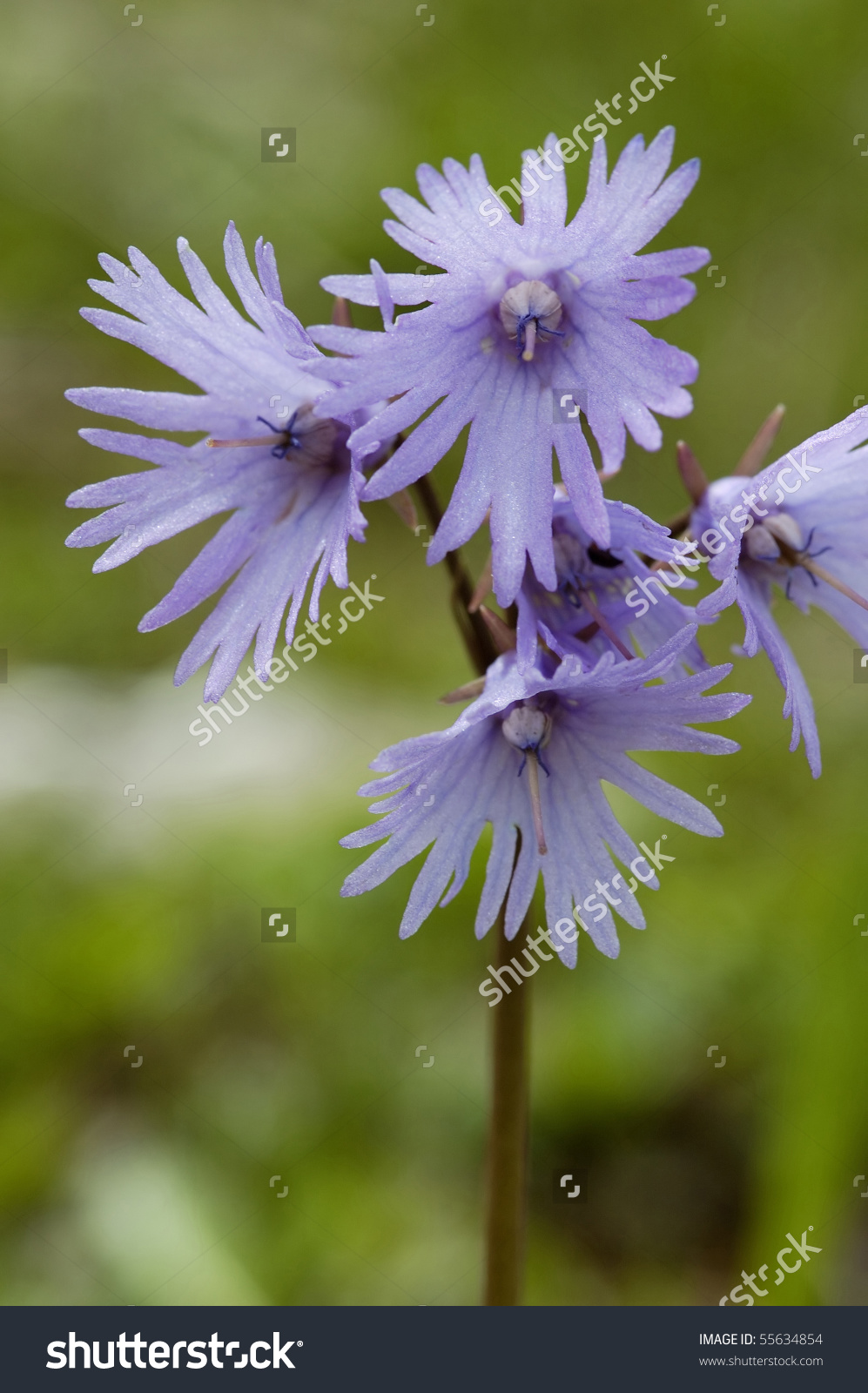 Alpine Snowbell.