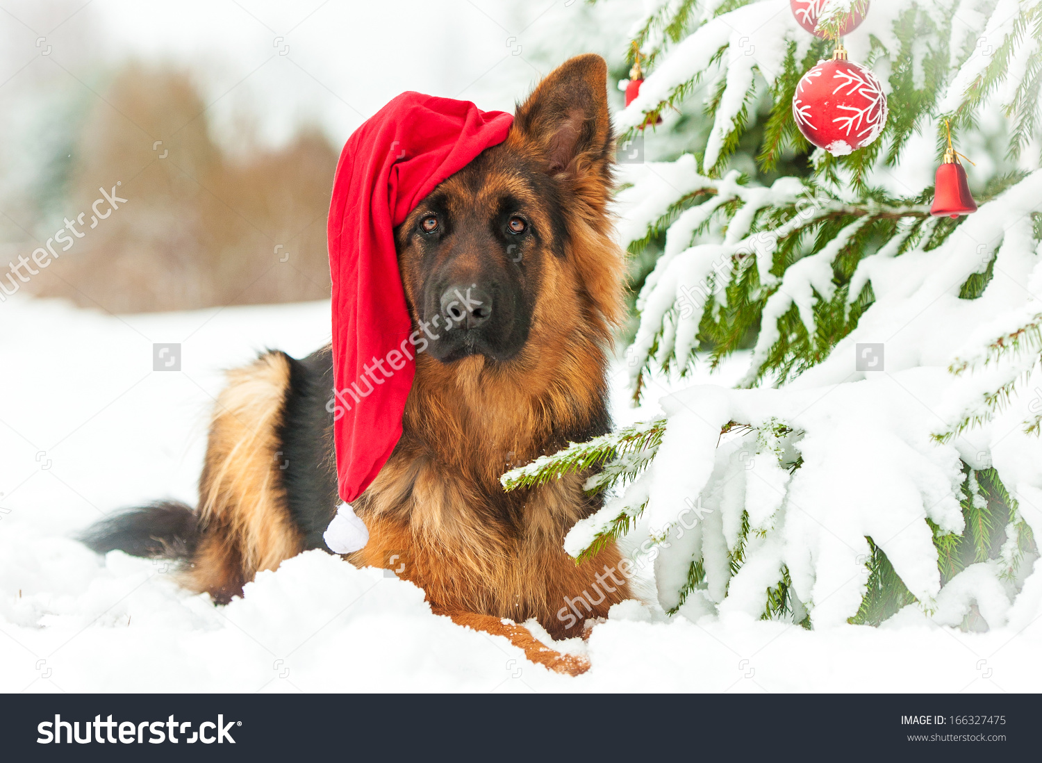 German Shepherd Dog With Christmas Hat Lying Near The Christmas.