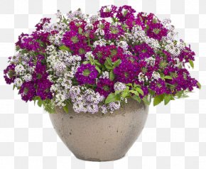 Sweet Alyssum Images, Sweet Alyssum PNG, Free download, Clipart.