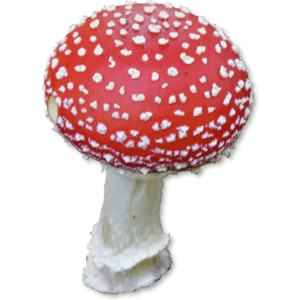 amanita muscaria poisonous and psychoactive toadstool.