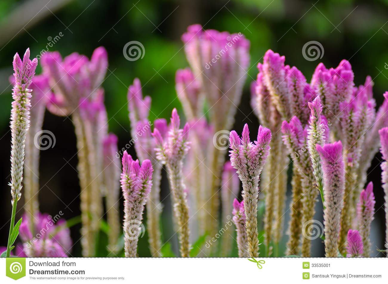 Amaranthaceae Stock Photo.