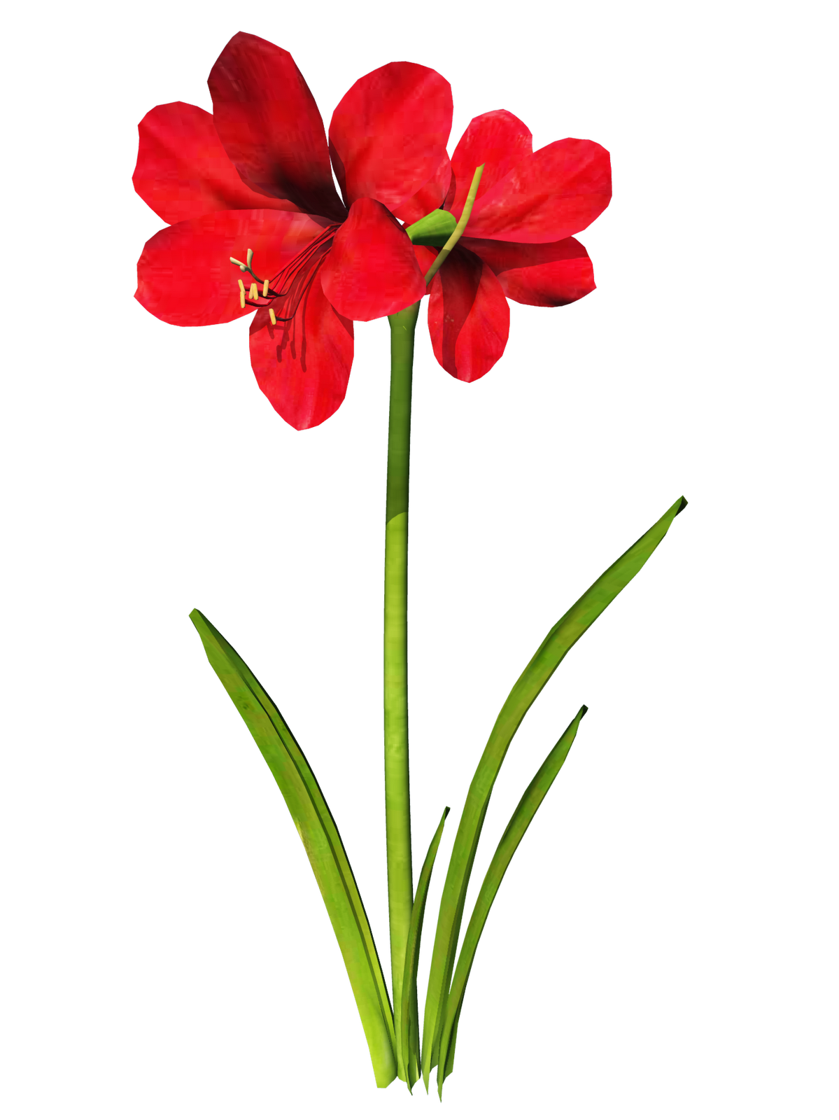 Amaryllis clipart 20 free Cliparts | Download images on Clipground 2021