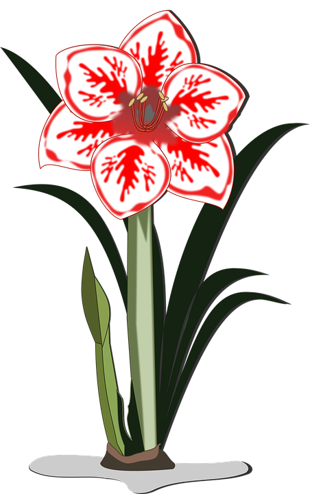 Free vector graphic: Amaryllis, Clip Art, Flor, Flora.