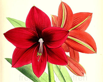 Amaryllis clipart 20 free Cliparts | Download images on Clipground 2023