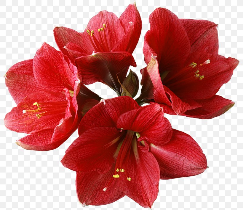 A Red Orchid Theatre Clip Art, PNG, 800x706px, Amaryllis.