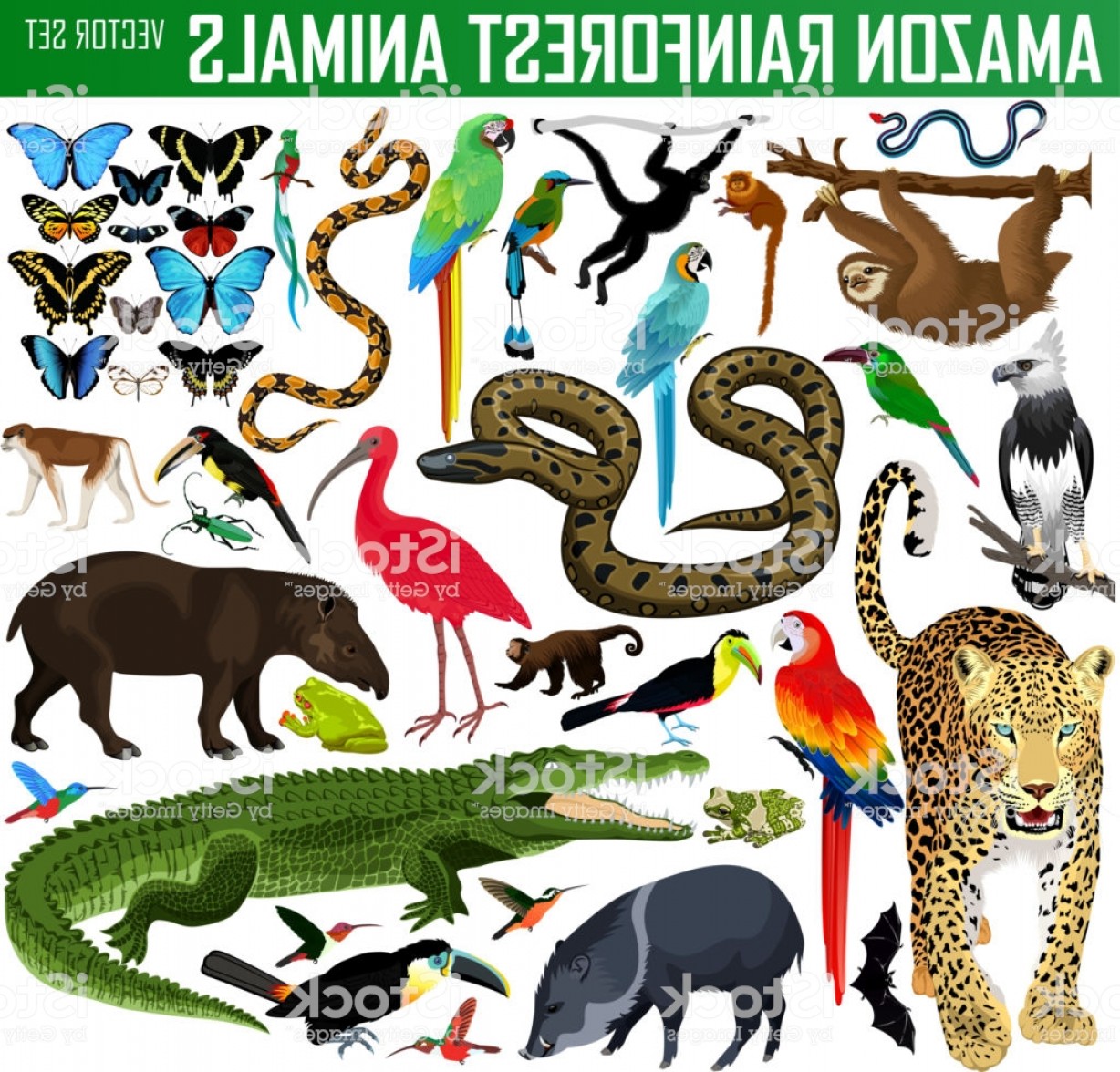 amazon rainforest animals clipart 20 free Cliparts | Download images on ...