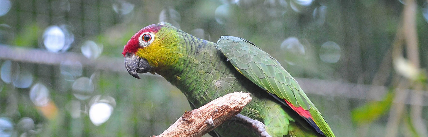 Ecuador Amazon parrot.