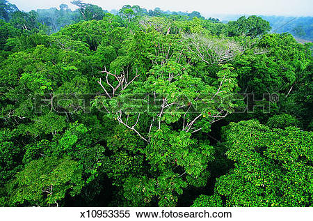 Stock Image of Rainforest Tree Canopy, Posada Amazonas, Amazonia.