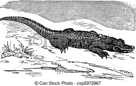 Vectors Illustration of American Alligator engraving, or Alligator.