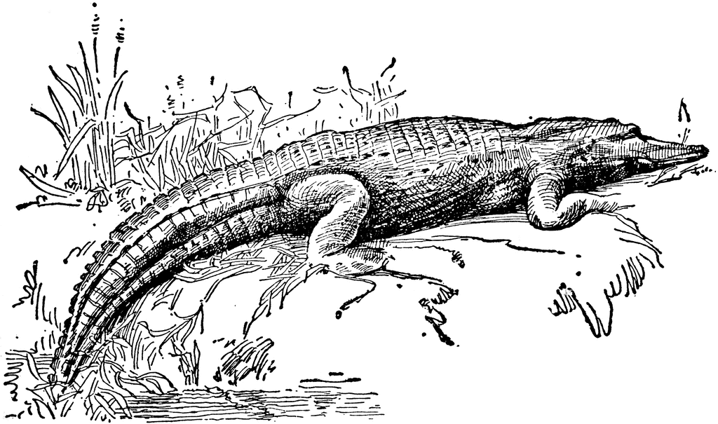 Alligator.