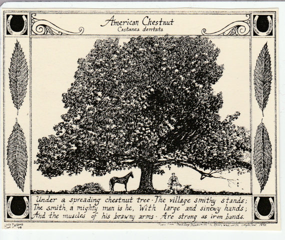 American Chestnut Tree and poem.