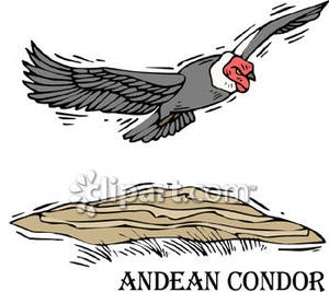 Condor Flying.