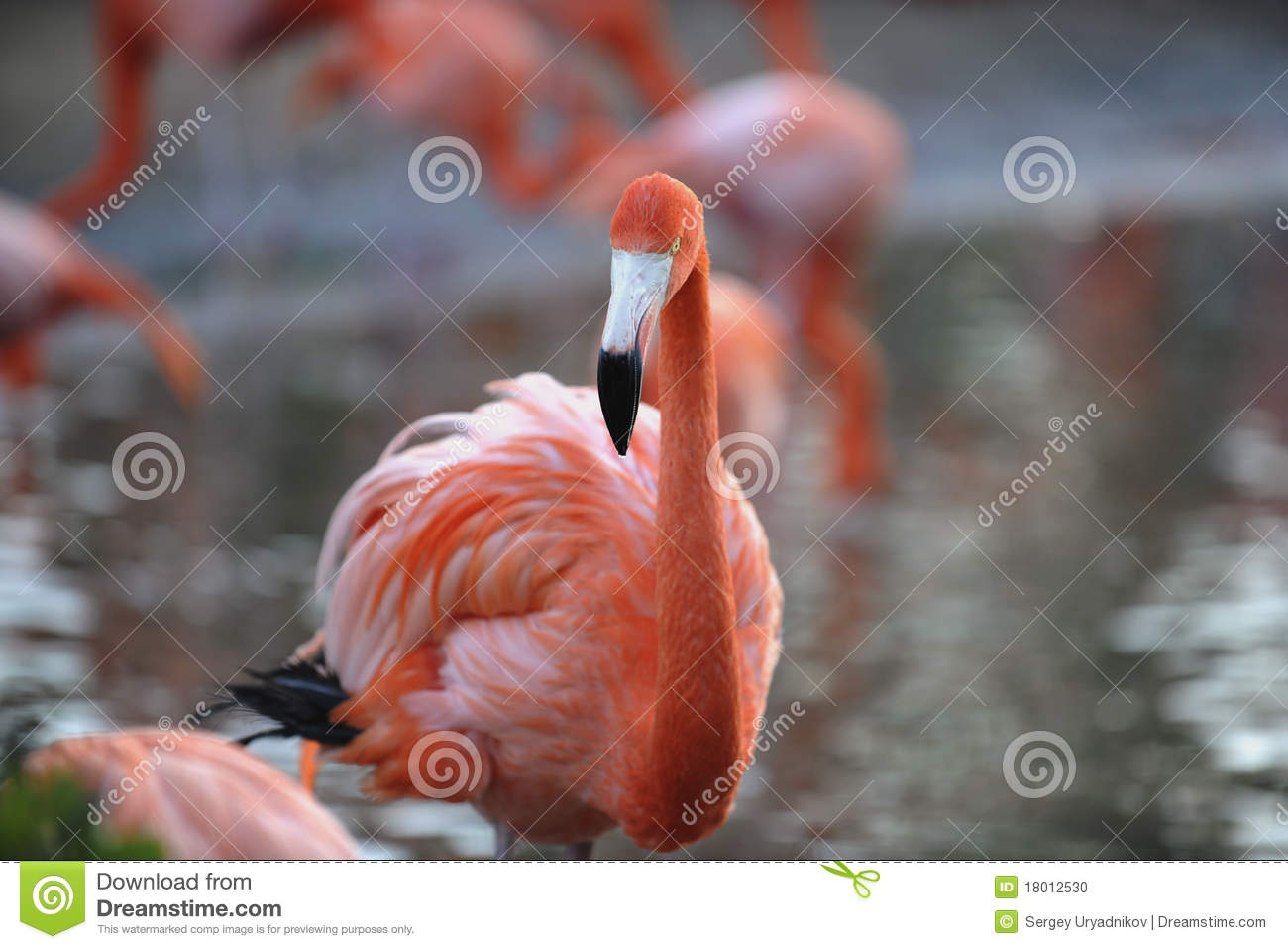 American Flamingo (Phoenicopterus Ruber) Stock Photo.