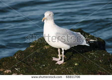 Larus Smithsonianus Stock Photos, Royalty.