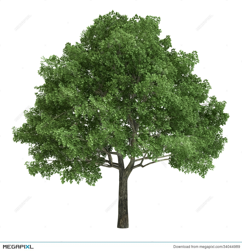 North American Oak Tree Isolated Illustration 34044989.