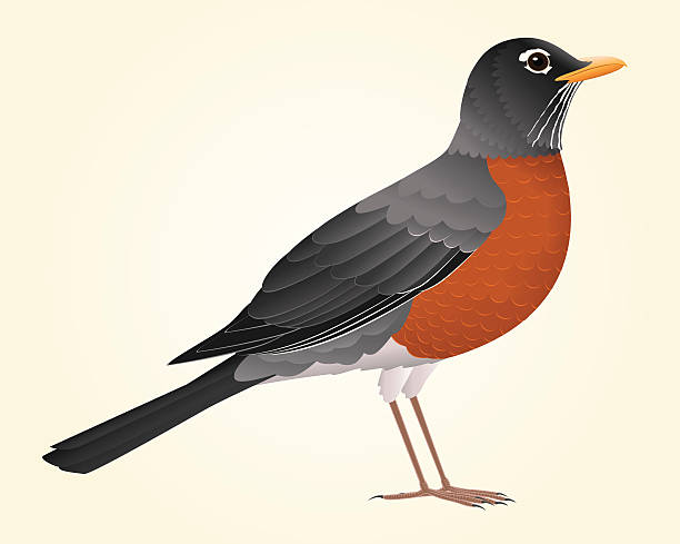 american robin clipart 20 free Cliparts | Download images on Clipground