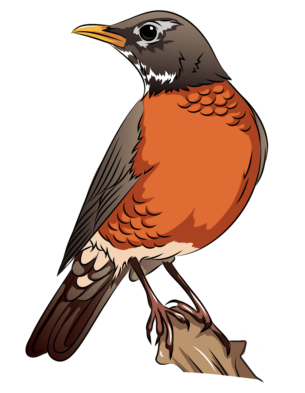 american robin clipart 20 free Cliparts | Download images on Clipground