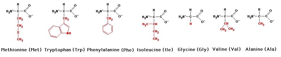 Триптофан метионин. Метионин и триптофан. Аланин гистидин метионин. Фенилаланин глицин. Пролин фенилаланин.