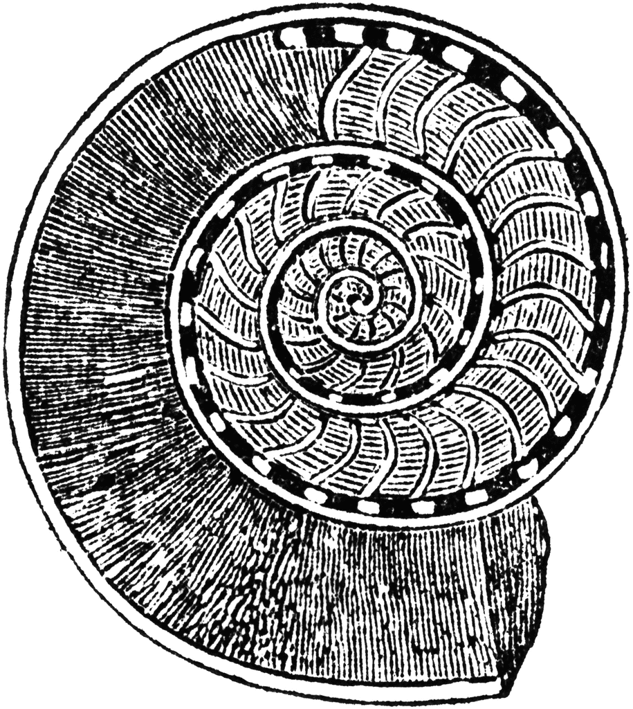 Ammonite.