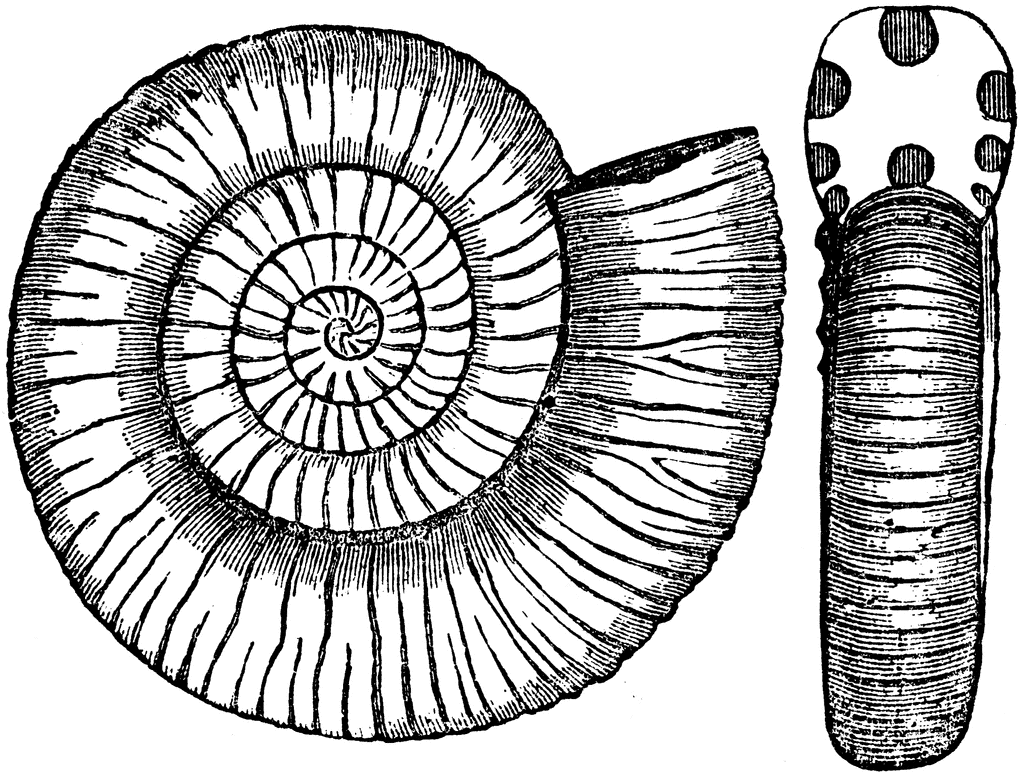 Ammonites communis.