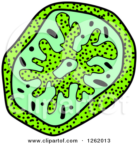 Amoeba clipart 20 free Cliparts | Download images on Clipground 2021