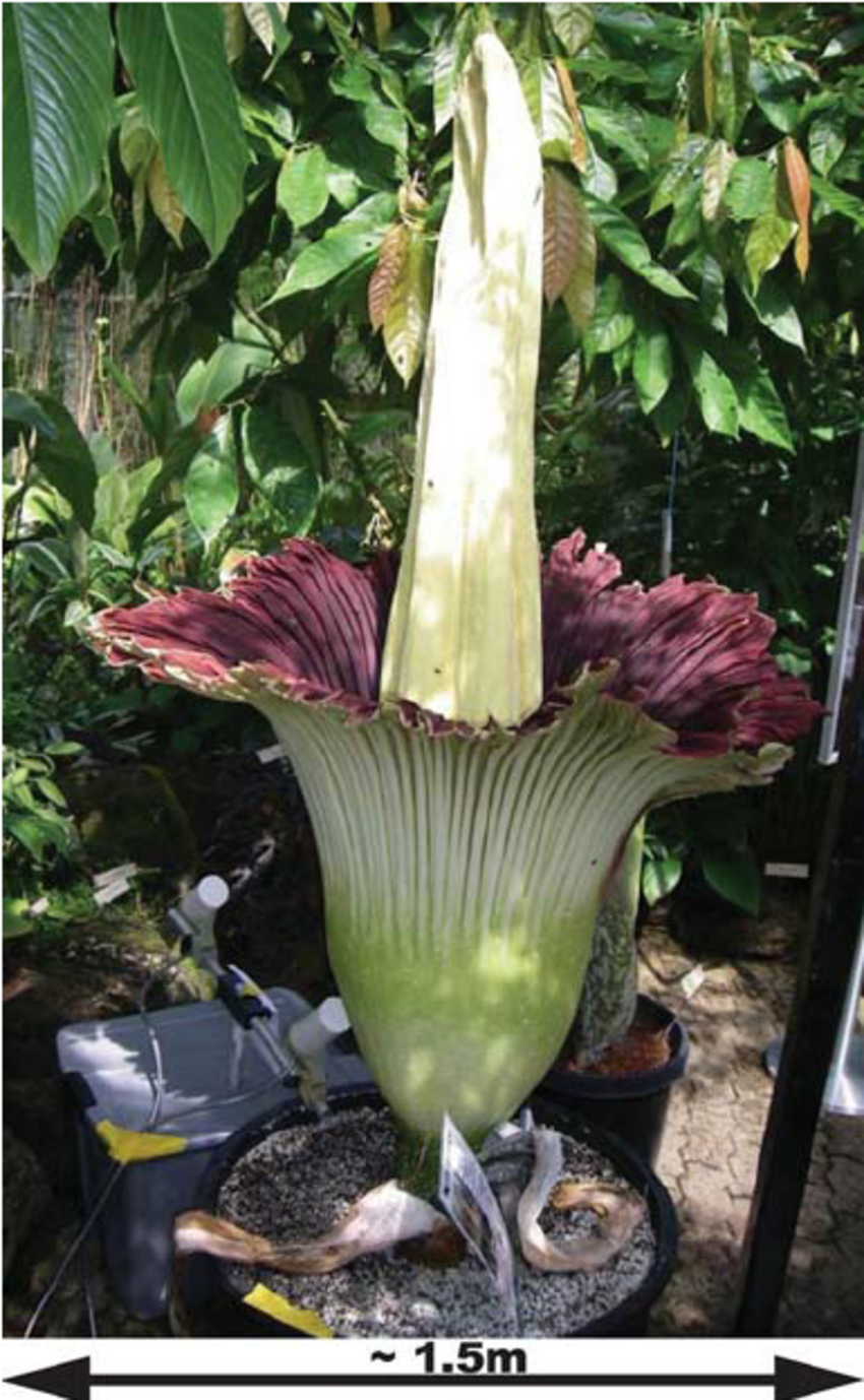 amorphophallus titanum clipart botanical 10 free Cliparts | Download ...