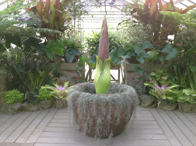 Rare Event: Corpse Flower “Lenore” Update.