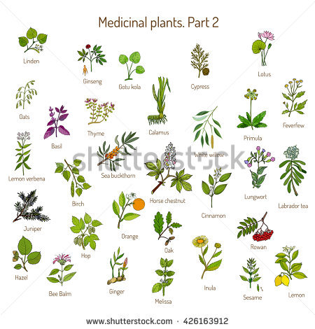 Medicinal Plants Stock Photos, Royalty.