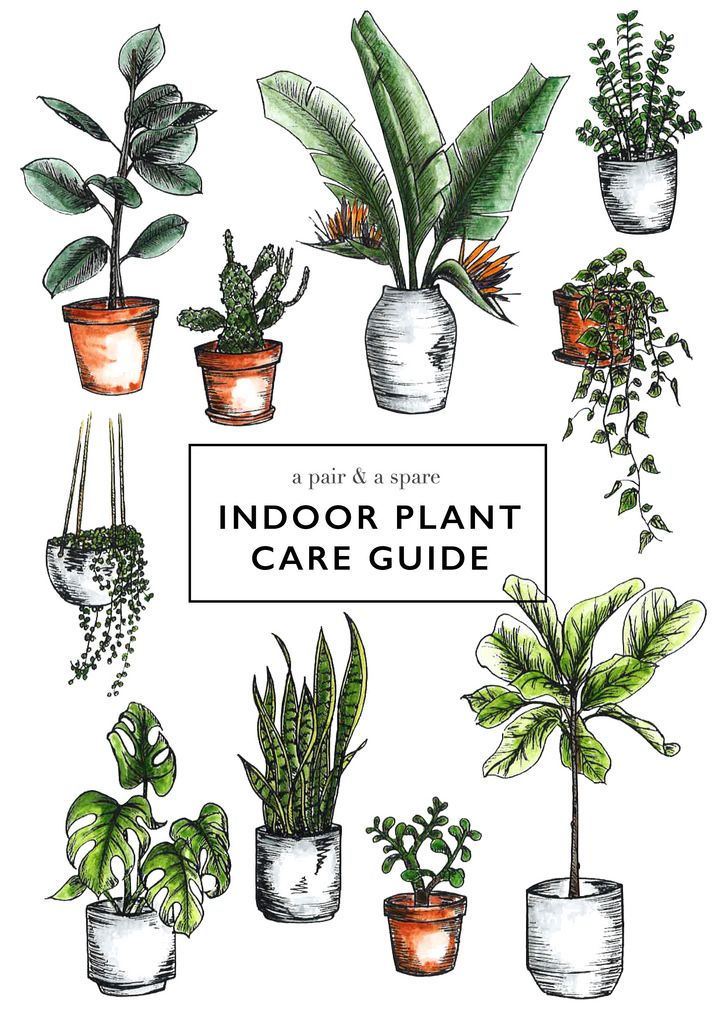 1000+ ideas about Plant Care on Pinterest.