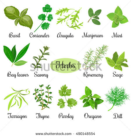 Thyme Stock Images, Royalty.