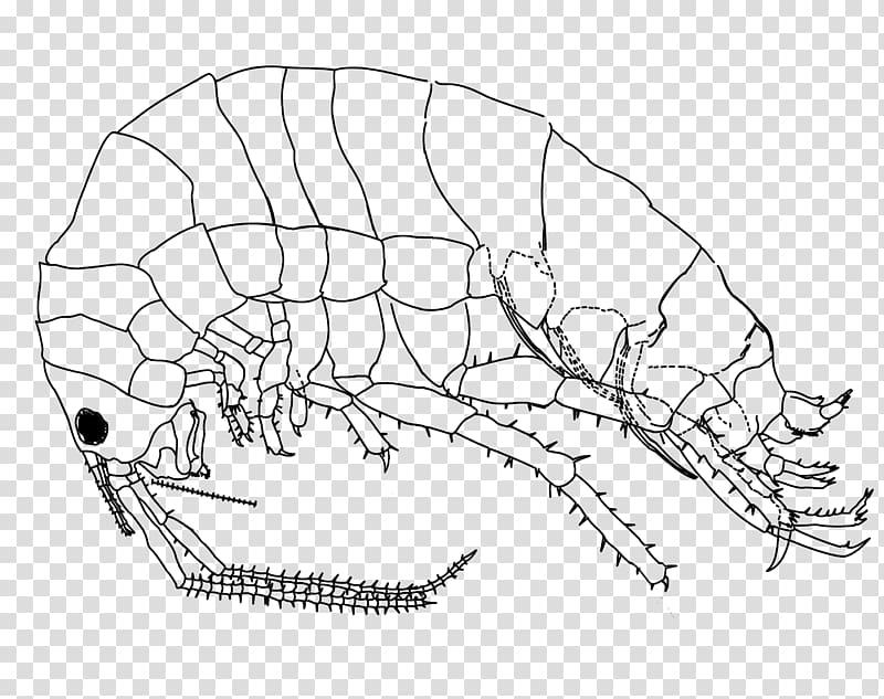 Drawing Platorchestia platensis Amphipods , flea transparent.