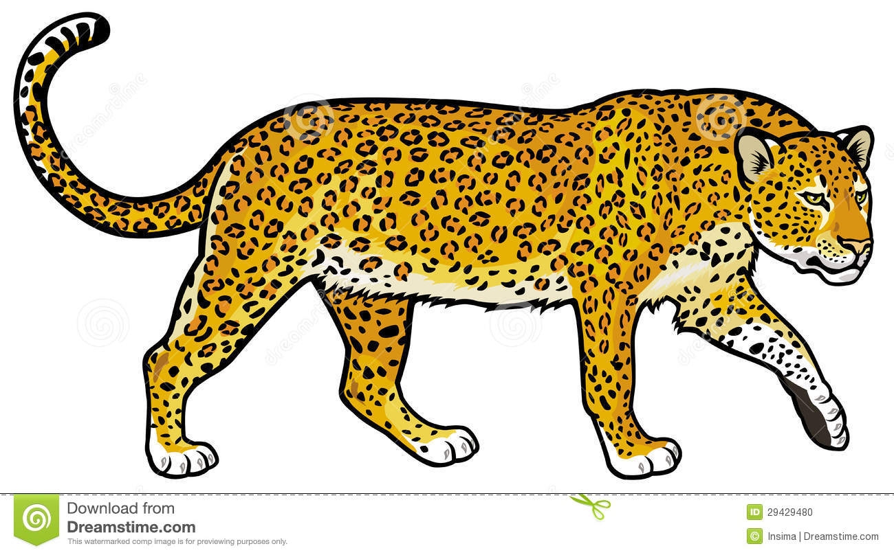 Amur leopard clipart.