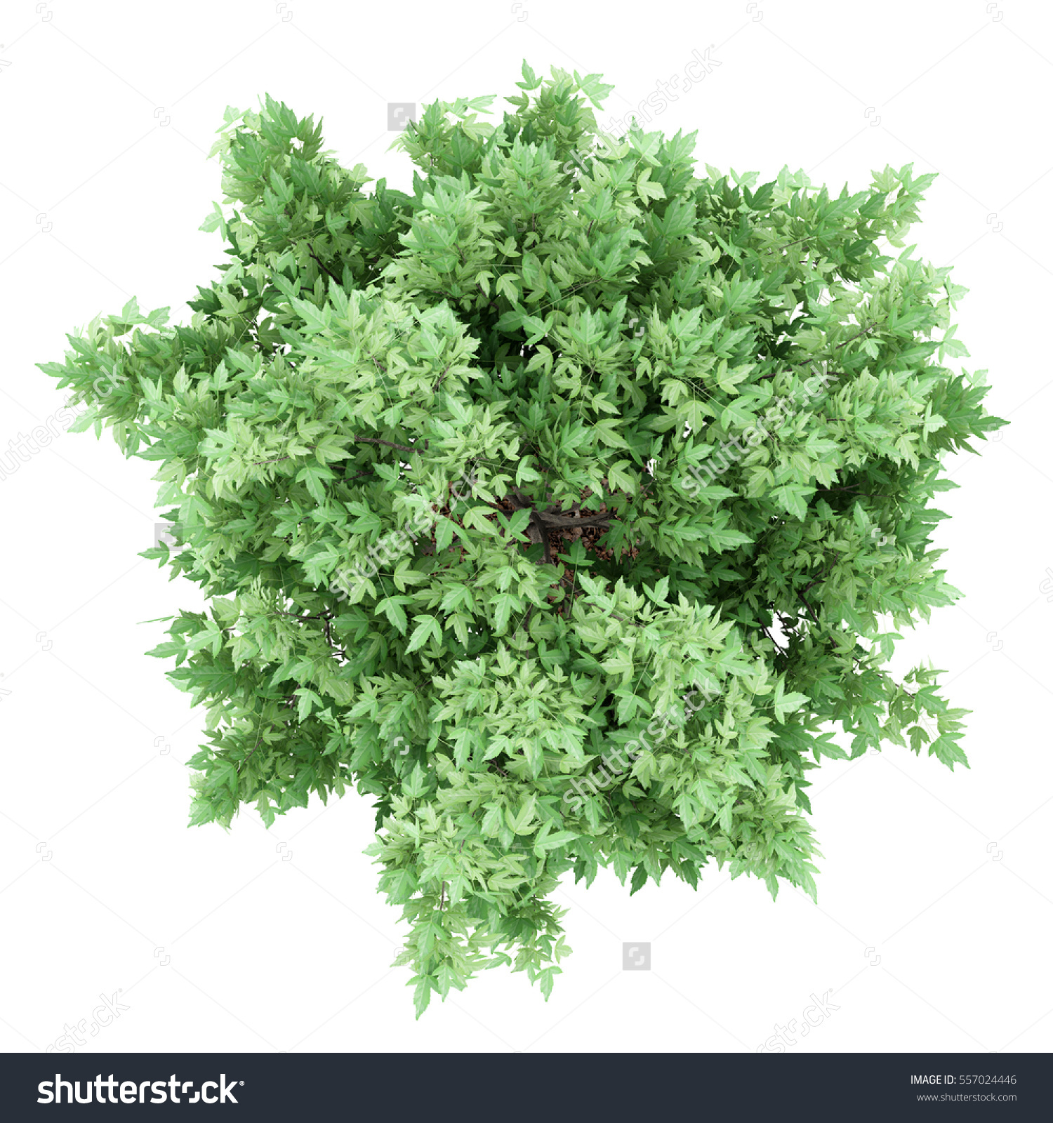 Top View Amur Maple Tree Isolated Stock Illustration 557024446.