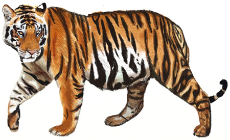 How to Draw a Tiger.