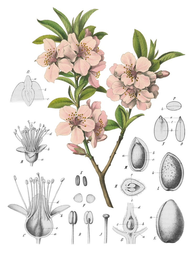 1000+ images about Amygdalus (Almond) on Pinterest.